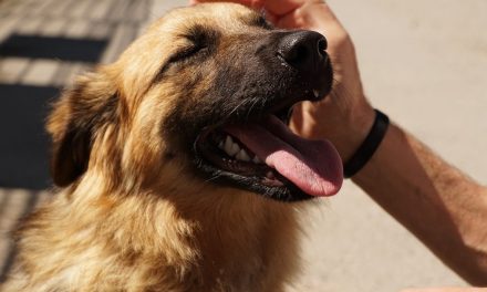 Worauf du dich gefasst machen solltest, wenn du einen Tierschutzhund adoptierst
