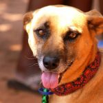 The Comfort Dog Project: Best Practice für ganzheitlichen Tierschutz